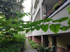 Reynoutria sachalinensis