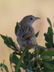 Cisticola natalensis