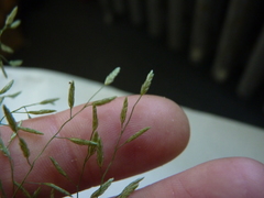 Eragrostis frankii