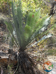 Dioon planifolium