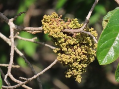 Colomerus antidesmae