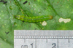 Palpita illibalis