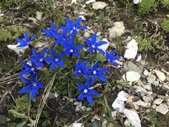 Gentiana brachyphylla brachyphylla