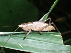 Palaeoagraecia lutea