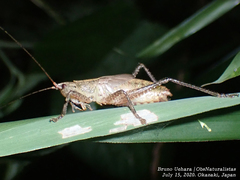 Palaeoagraecia lutea