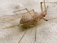 Insecta