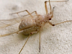 Insecta