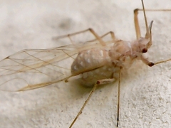 Insecta