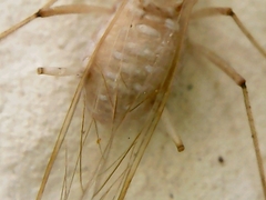 Insecta