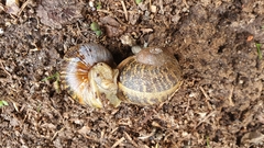 Cornu aspersum