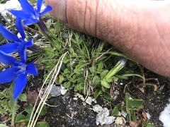 Gentiana brachyphylla brachyphylla