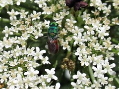 Chrysididae