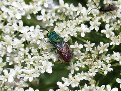 Chrysididae