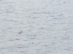 Larus brachyrhynchus