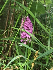 Anacamptis pyramidalis