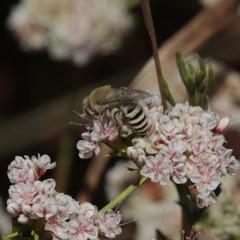 Colletes slevini