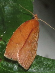 Cenopis reticulatana