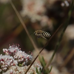 Colletes slevini