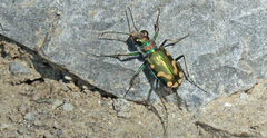 Cicindela decemnotata