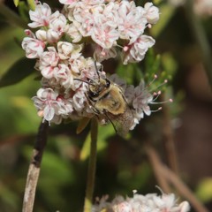 Colletes slevini