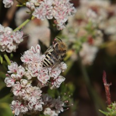 Colletes slevini