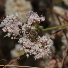 Colletes slevini