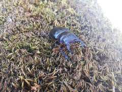Lucanus barbarossa