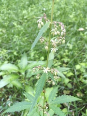 Cannabis sativa spontanea