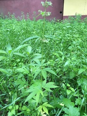 Cannabis sativa spontanea