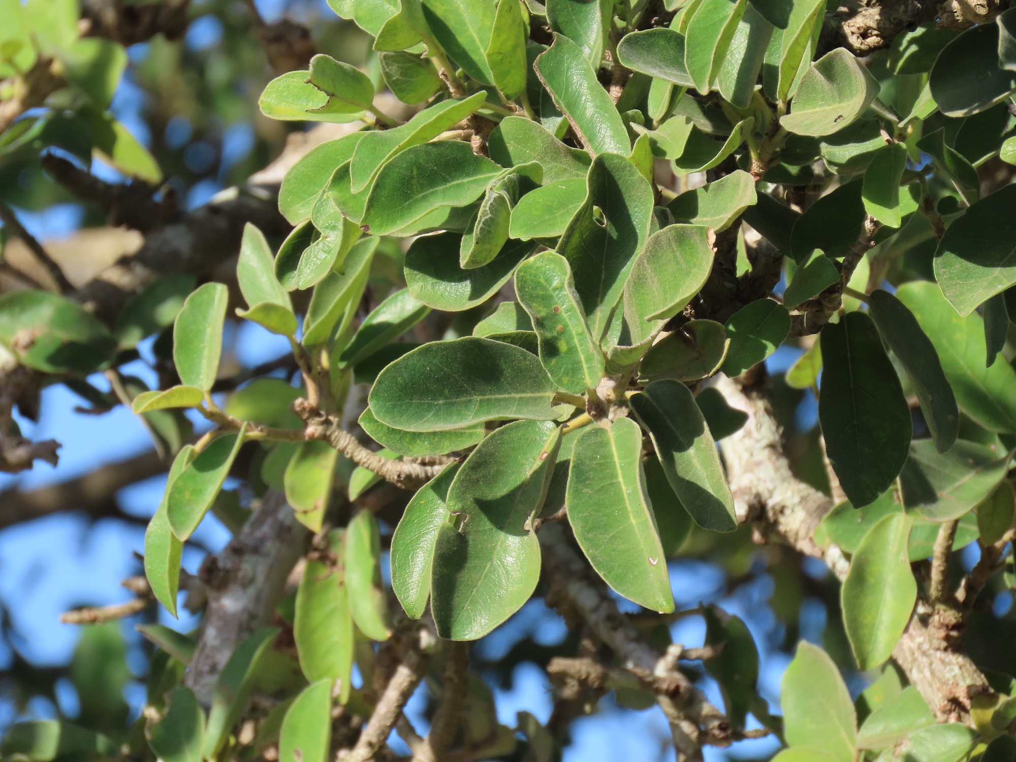 Ficus stuhlmannii Warb.