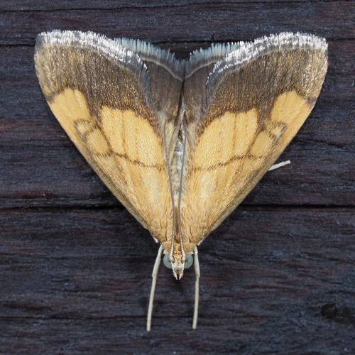Dark Bordered Pearl, photo 3 of 10