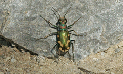 Cicindela decemnotata