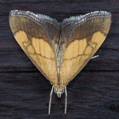 Evergestis limbata