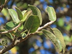 Ficus stuhlmannii