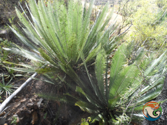 Dioon planifolium