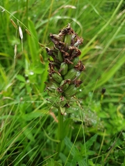 Dactylorhiza incarnata