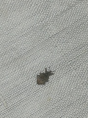 Conotrachelus seniculus