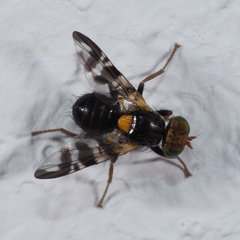 Rhagoletis cerasi