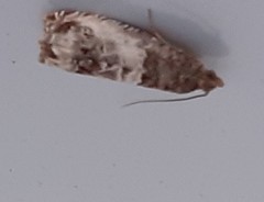 Notocelia rosaecolana