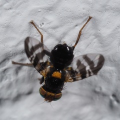Rhagoletis cerasi