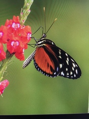 Heliconius hecale