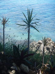 Dracaena reflexa angustifolia
