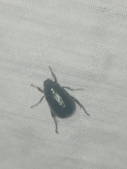 Paranomala cincta