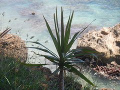 Dracaena reflexa angustifolia