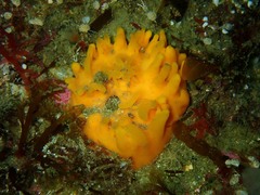 Polymastia boletiformis