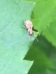 Calomycterus setarius