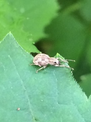 Calomycterus setarius