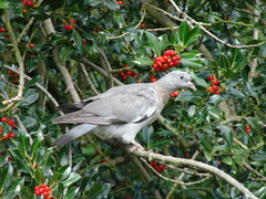 Columba palumbus