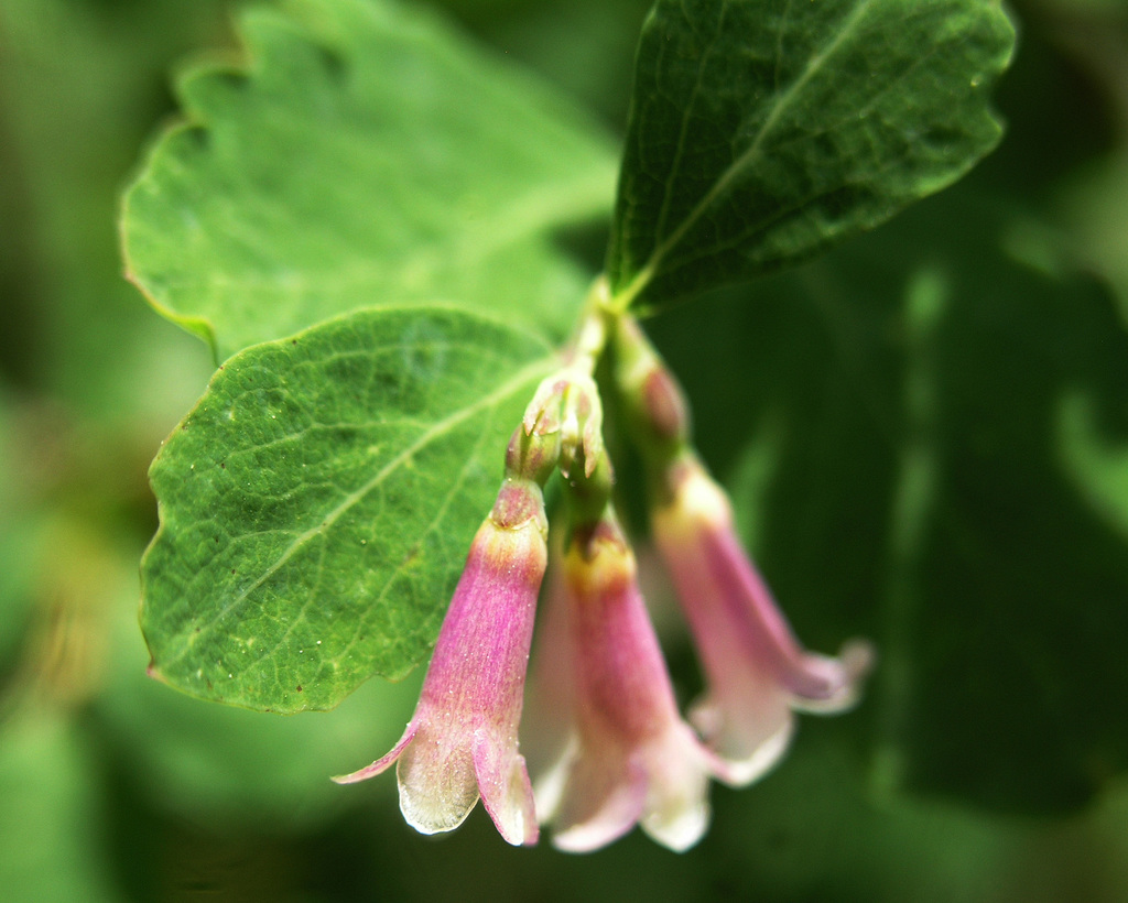 Roundleaf Snowberry