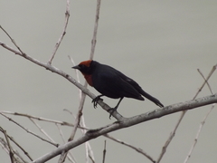 Chrysomus ruficapillus